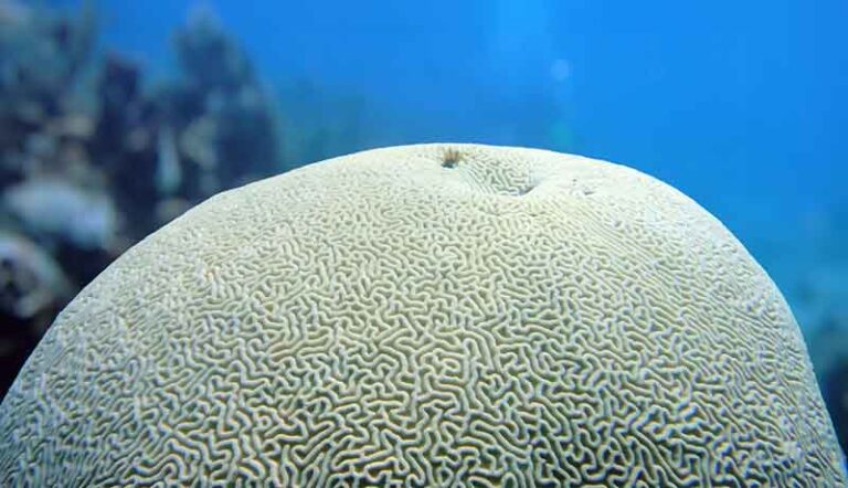 Coral Reef Restoration | EarthShare