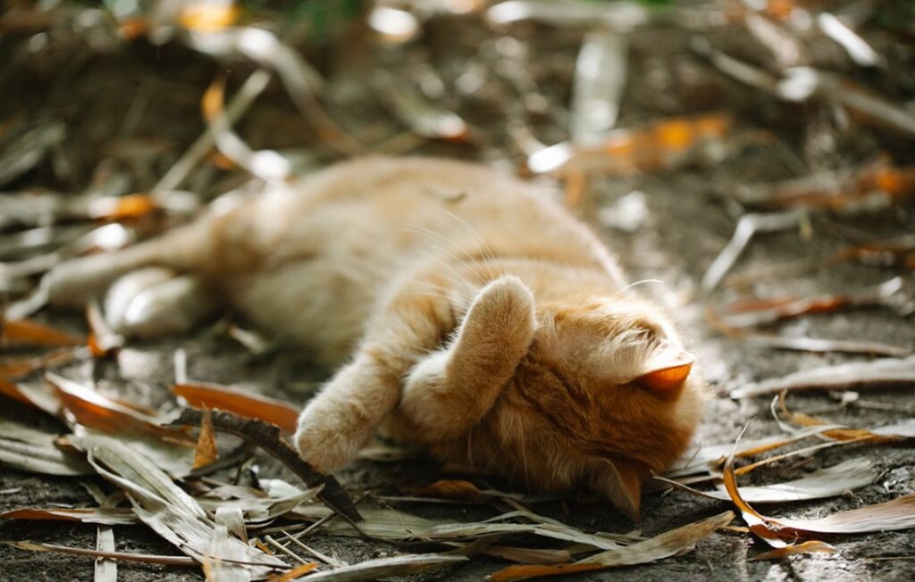 orange cat laying on leaves with paw cover eyes