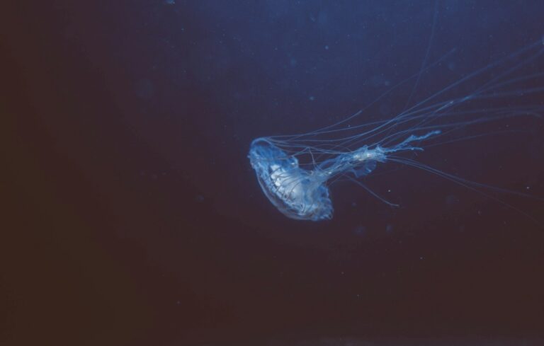 jellyfish swimming through dark waters