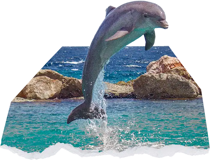 EarthShare - 30x30 - Get Involved - Dolphin Jump