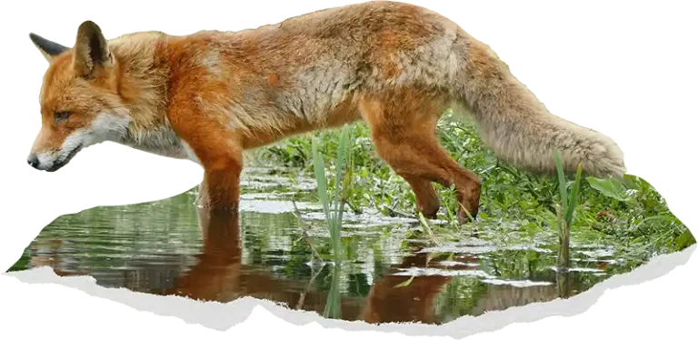 EarthShare - Fiscal Sponsorship - Fox