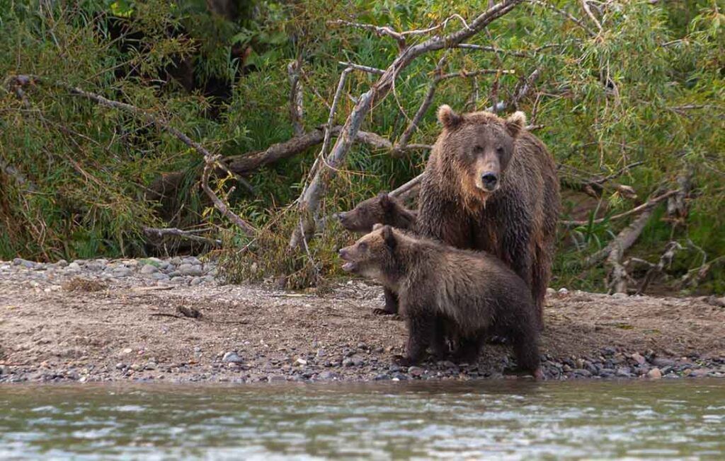 EarthShare - Monthly Quiz March 2025 - Bears U.S. Forest System