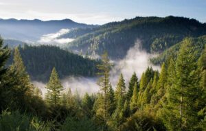 EarthShare_Blog_Deforestación-Mala para nuestro planeta_nubes-contra-bosques-de-montaña