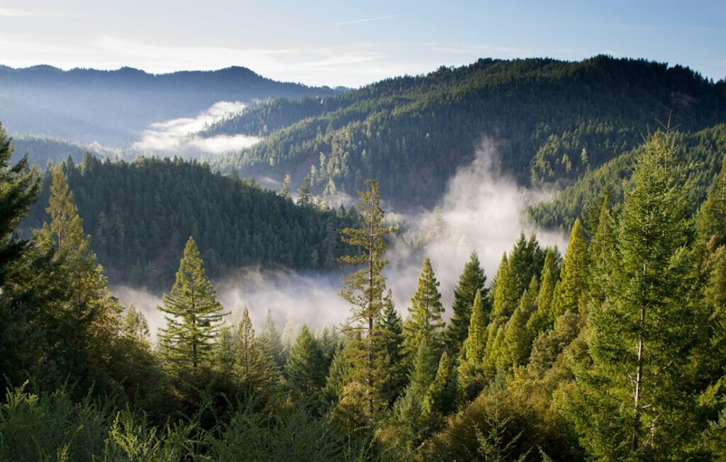 Sunlight shines on clouds hovering above mountain forest