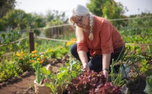 woman with braid picking vegetables in garden