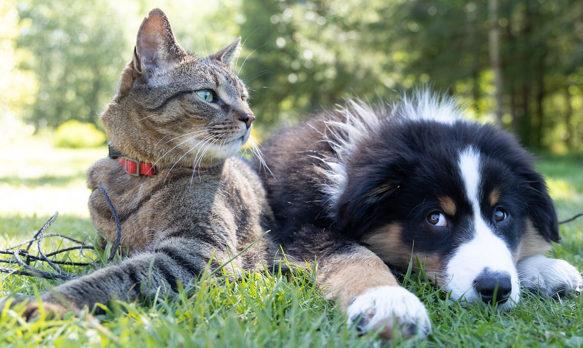 las huellas de perros y gatos son iguales